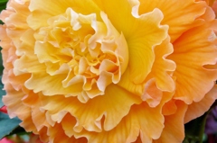tangerine frills ～　球根ベゴニア