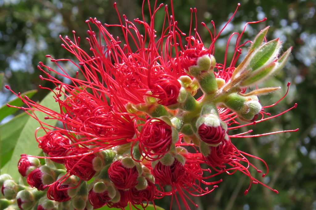 咲き初めし～キンポウジュ
