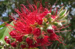 咲き初めし～キンポウジュ