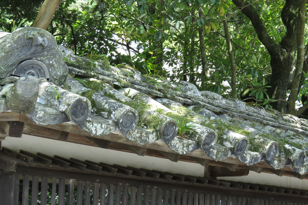 苔むす