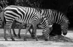 monochrome