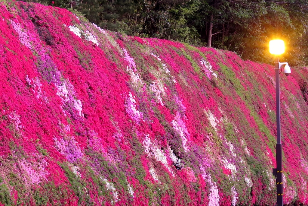 natural tapestry（霧島躑躅）