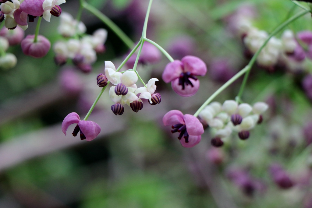 木通の花