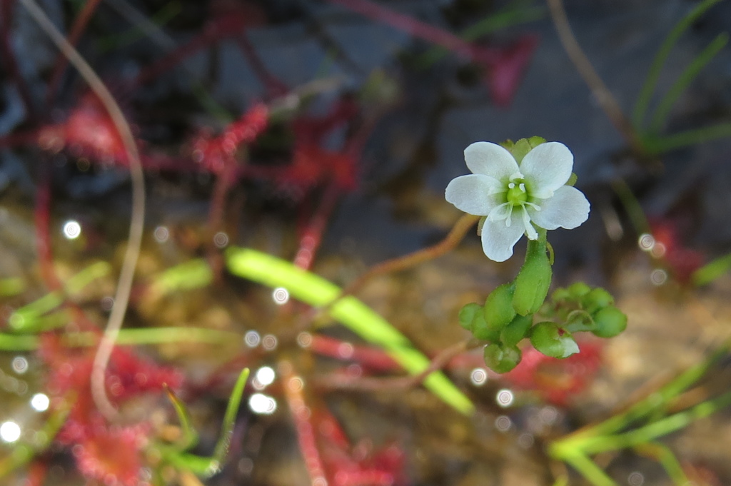 湿原の花たち～モウセンゴケ