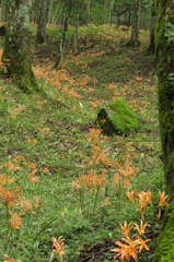 大栗山オオキツネノカミソリ群生地