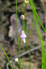 湿原の花たち～ホザキノミミカキグサ