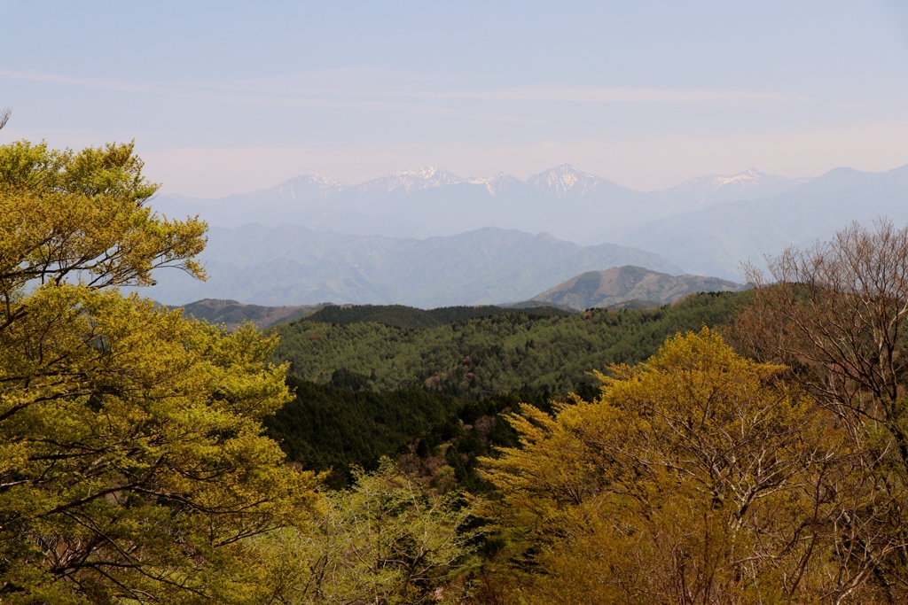 高原の芽吹き