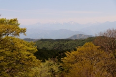 高原の芽吹き