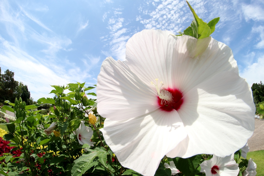 芙蓉の花と青空と