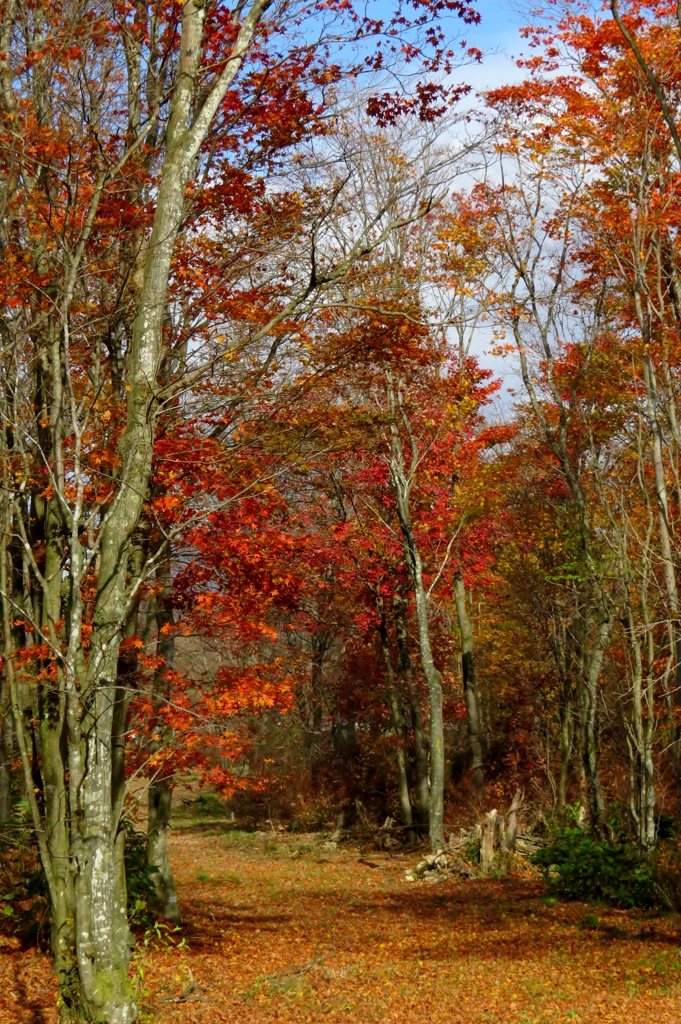 名も知らなき小道