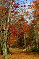 名も知らなき小道