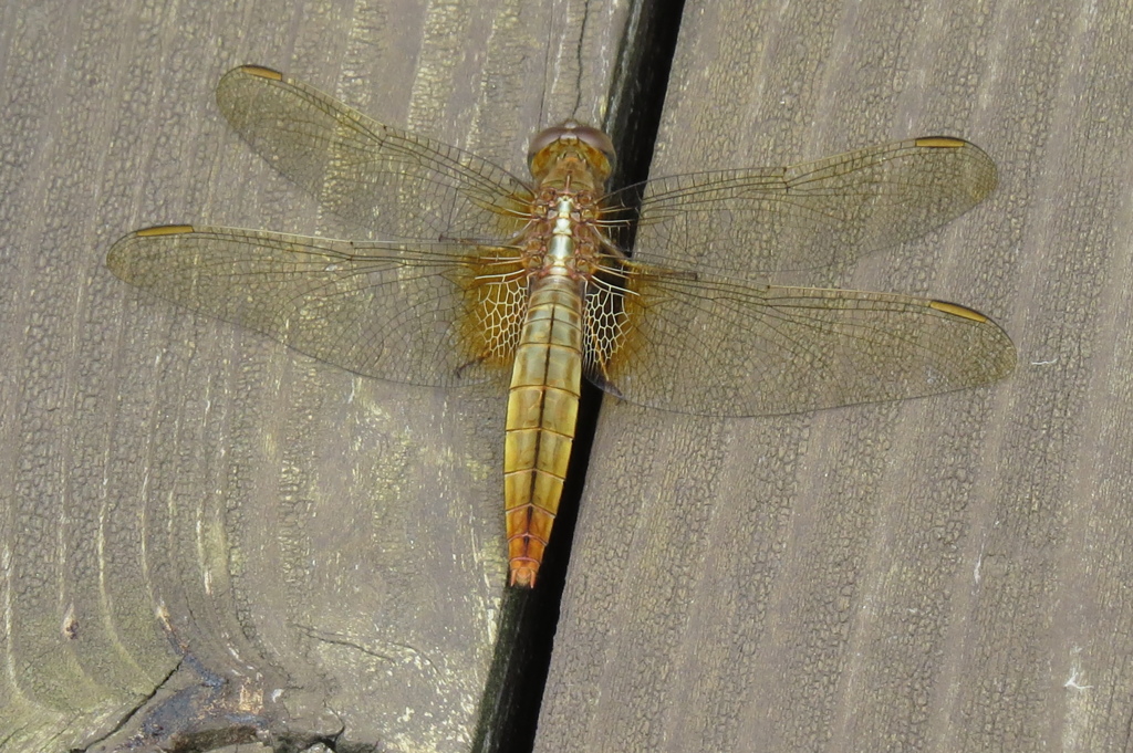 湿原の虫たち～ショウジョウトンボ♀