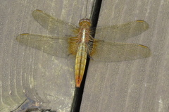 湿原の虫たち～ショウジョウトンボ♀