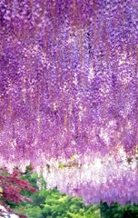purple luster