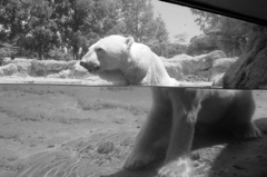 polar bear