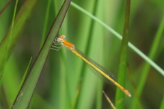 湿原の虫たち～モートンイトトンボ♀