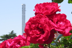 鶴舞公園の薔薇たち～紅色