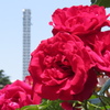 鶴舞公園の薔薇たち～紅色