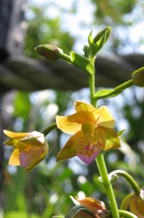 湿原の花たち～カキラン