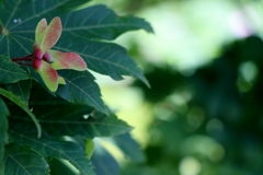 もみじの種色づき