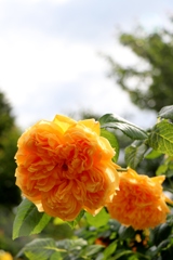 初夏の花たち～オレンジフリル