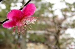 光満ちて～紅梅