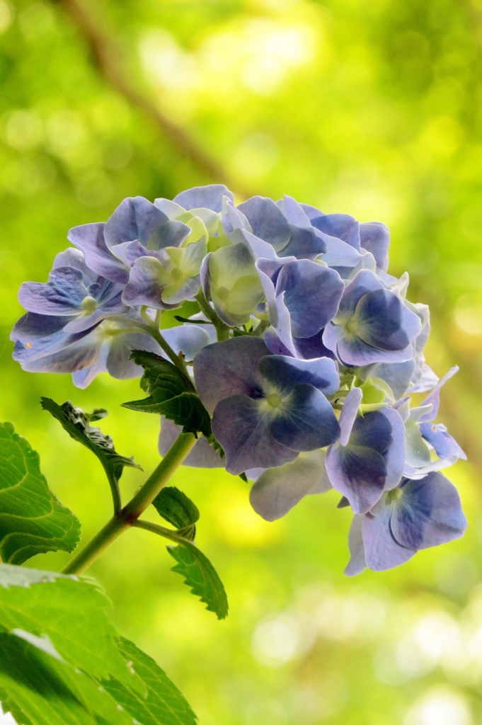 木漏れ日に咲く紫陽花