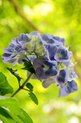 木漏れ日に咲く紫陽花