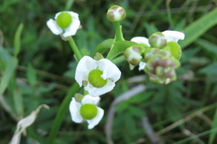 湿原の花たち～アギナシ