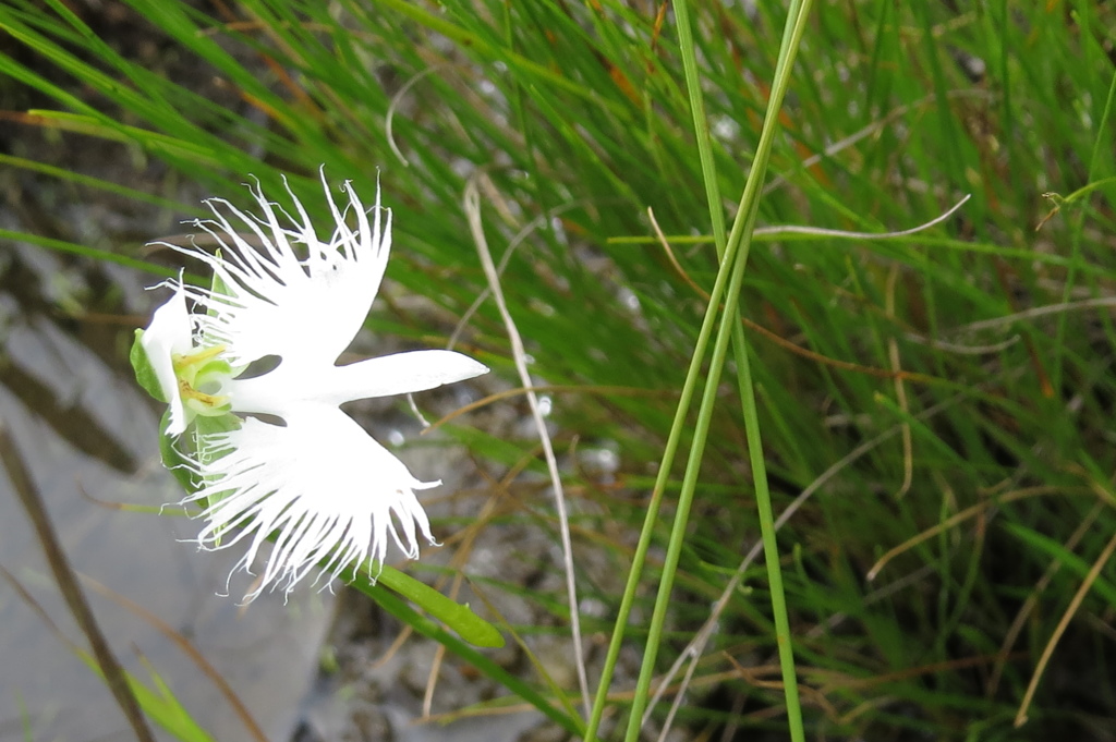 湿原の花たち～サギソウ二景