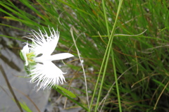 湿原の花たち～サギソウ二景