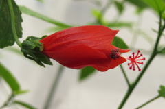真昼の花火～ウナズキヒメフヨウ