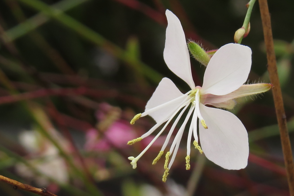 白蝶のごとく～ガウラ・リンドヘイメリ