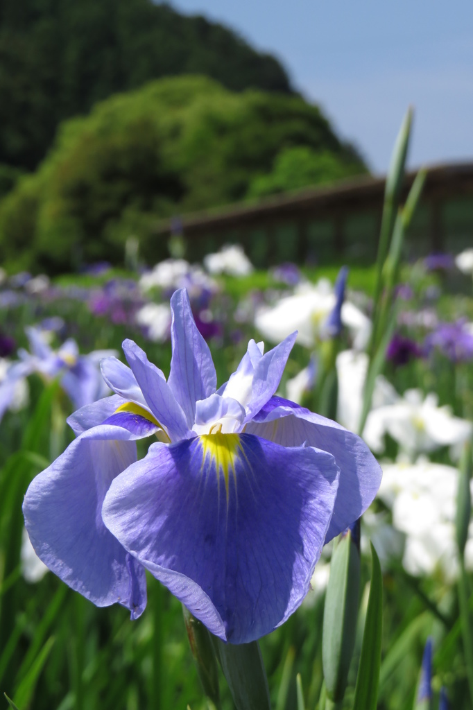 青空と花菖蒲