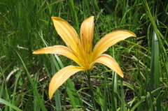 湿原の花たち～禅庭花