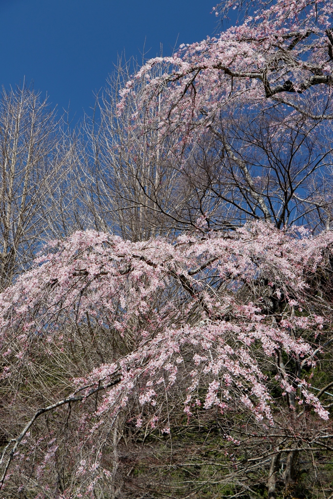 青空にしだれ桜