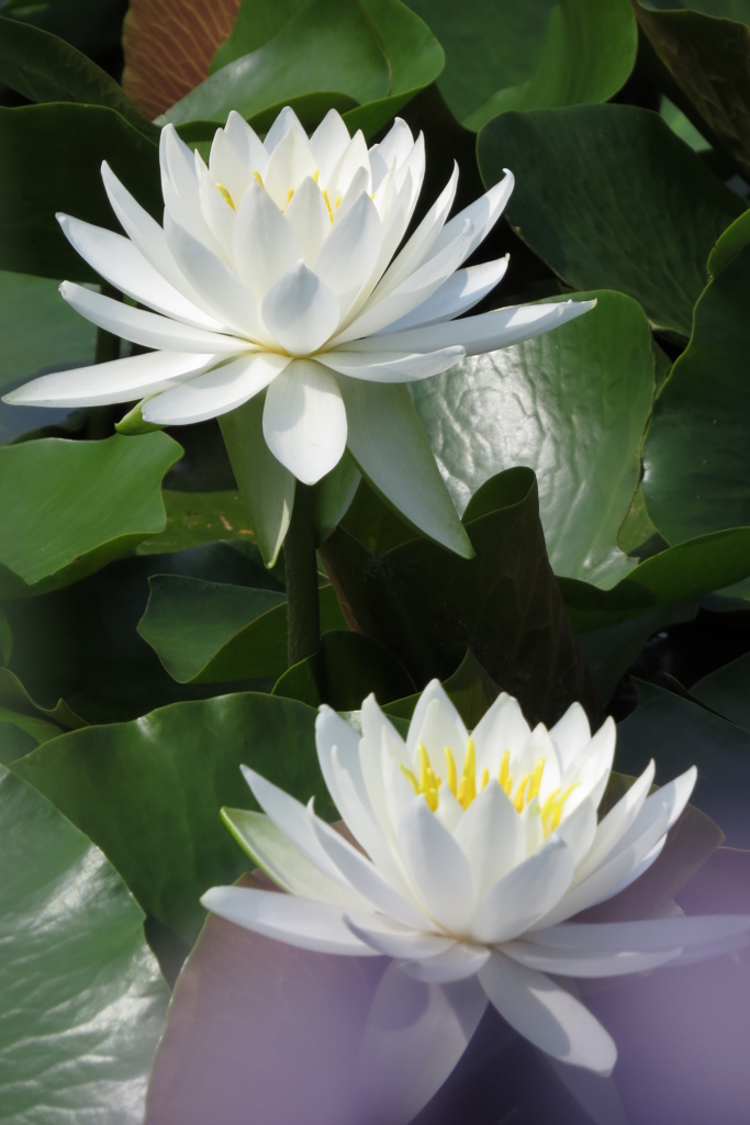 睡蓮・紫色を添えて
