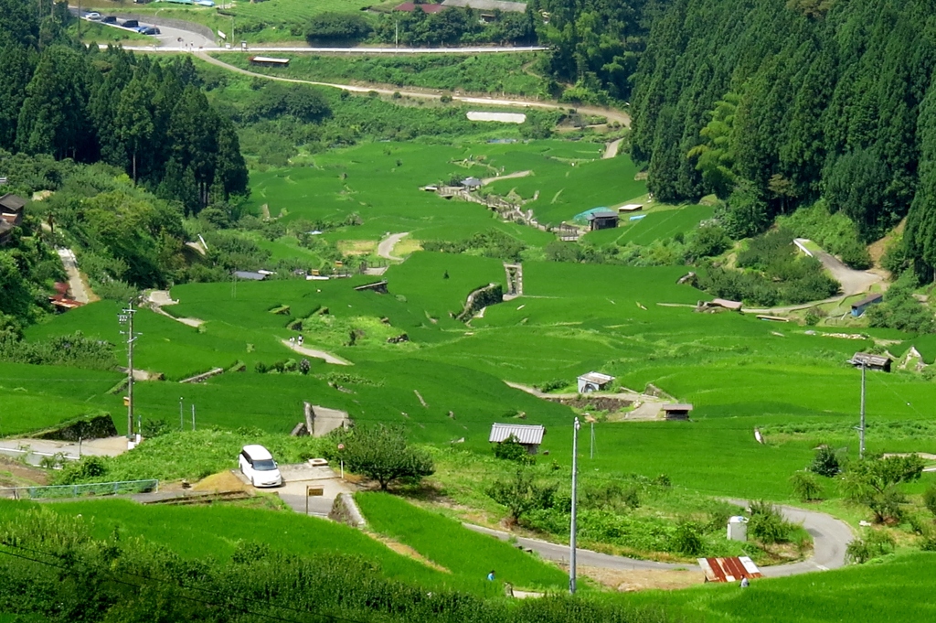 棚田夏～緑の草原