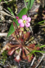 湿原の花たち～トウカイモウセンゴケ