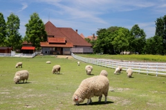 ブルーメの丘～sheep and red roof