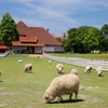 ブルーメの丘～sheep and red roof