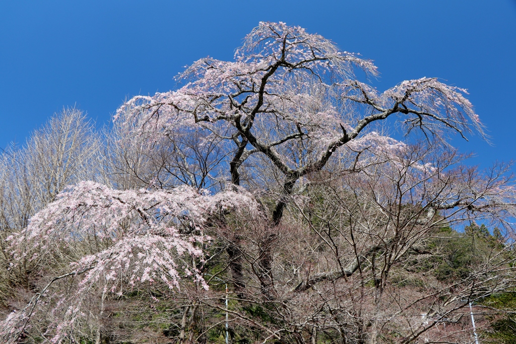 旧門谷小学校のしだれ桜