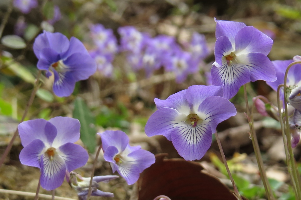 ナガバノタチツボスミレ