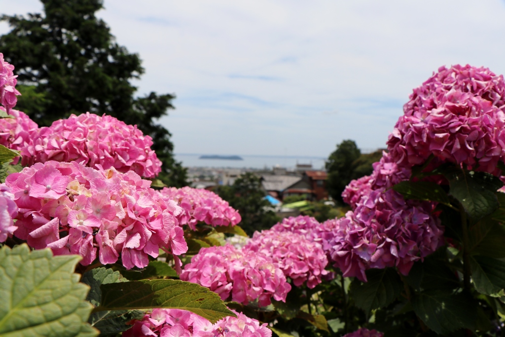 形原あじさいの里～三河湾を望む