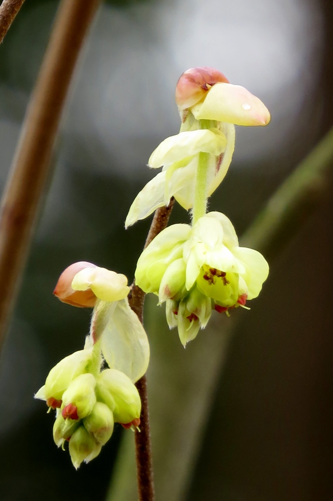 春の陽に咲く～土佐水木