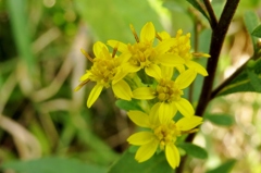 湿原の花たち～アキノキリンソウ