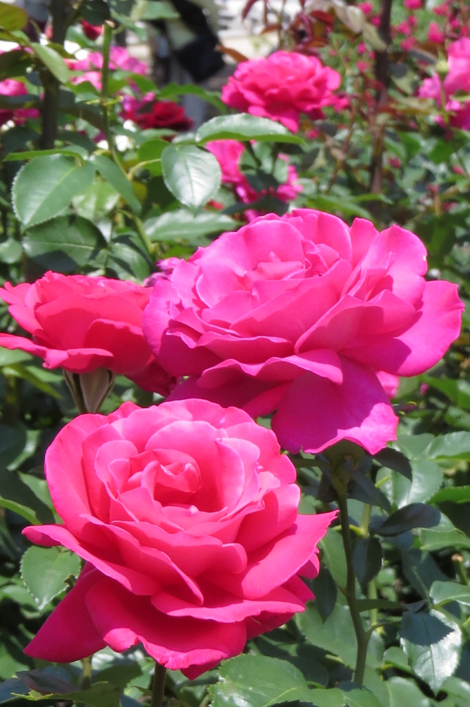 鶴舞公園の薔薇たち～濃紅色