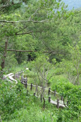 湿原の道