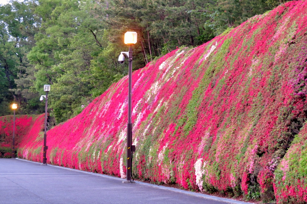 natural tapestry Ⅱ（夕暮れの霧島躑躅）