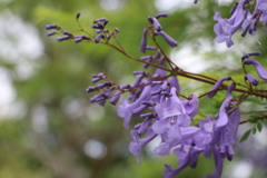 夏の花～ジャカランダ